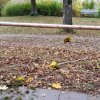 SAV_2023_1529
